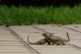 Northern curly-tailed lizards courting