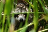 Raccoon hiding and peeking