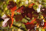 Acadia fall color detail