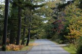 Bear in Bar Harbor residential area