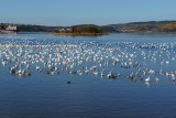 Snow Geese gathering in La Baie