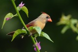 Female cardinal