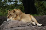 Female lioness
