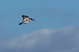 Belted kingfisher flying