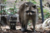 Momma and baby raccoon