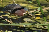 Green heron with a fish