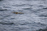 Brown booby after a flying fish