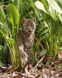 Bobcat staring