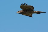 Red-shouldered hawk hunting flight