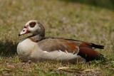 Egyptian goose