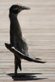 Yellow-crowned night heron: you talkin to me?