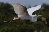 Great egret in flight up close