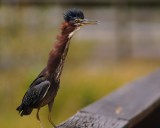 Green heron with his neck out