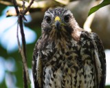 Juvie red-shouldered hawk up close