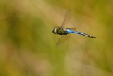 Dragonfly in flight