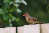 Female cardinal