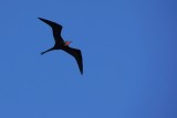Magnificent frigatebird soaring overhead