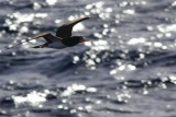 Brown booby in backlight