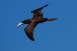 Brown booby