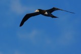 Brown booby