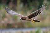 Northern harrier, closeup