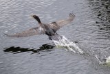 Cormorant water takeoff