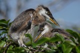 Great blue heron chicks