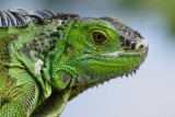 Very close up with young green iguana