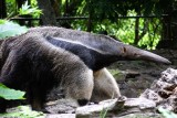 Giant anteater