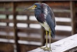 Tricolor heron on a rainy day