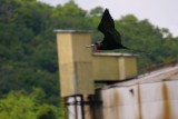 Magnificent Frigatebird soaring past the mill