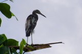 Little blue heron juvenile in a tree