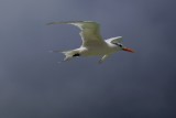 Royal tern