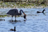 Great blue heron with a rat dinner