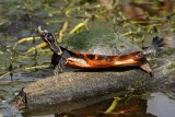 Colorful turtle on a log