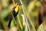 Yellow-headed blackbird