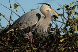 Great blue heron closeup