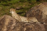 Cheetah disturbed from sleep