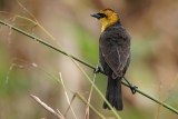 Yellow-headed blackbird