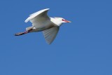 Cattle egret flying all colored up for mating