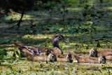 Wood duck female and ducklings