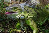 Green iguana showing off its mouth