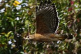 Red-shouldered hawk flying by close