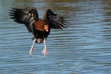 Black-bellied whistling duck coming in to land