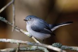 Blue-grey gnatcatcher