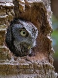 Eastern screech owl in her nest hole