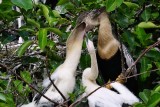 Anhingas attacking mom for food