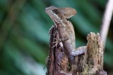 Brown basilisk lizard on a stump