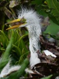Baby great egret eats another baby bird