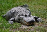 Big happy alligator sunning himself